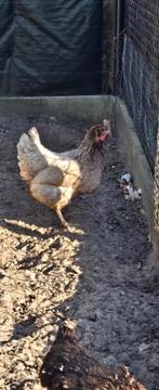 Jonge grijze en zwart kip, dagelijks eitjes, Dieren en Toebehoren, Kip