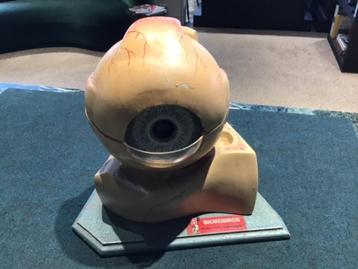 Antiek anatomisch model van het oog, jaren '50 beschikbaar voor biedingen