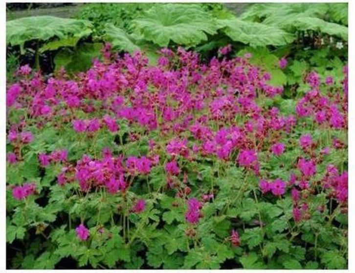 Tuingeranium macrorrhizum, Tuin en Terras, Planten | Tuinplanten, Vaste plant, Bodembedekkers, Halfschaduw, Ophalen