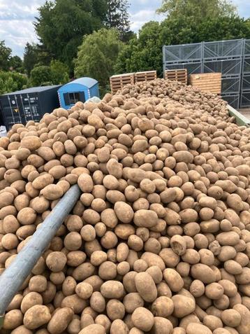 Voeder aardappelen gevraagd  beschikbaar voor biedingen