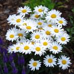 5 x margriet of  leucanthenum  in pot, Tuin en Terras, Ophalen, Vaste plant