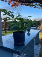 CITROENBOOMPJE OF STRUIK, Enlèvement, Autres espèces, Arbuste, Moins de 100 cm