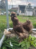 Zijdehoen hen met kuiken, Dieren en Toebehoren, Vrouwelijk, Kip