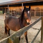 Volpension gezocht - D-pony, Dieren en Toebehoren, Paarden, Merrie, B, Minder dan 160 cm, 3 tot 6 jaar