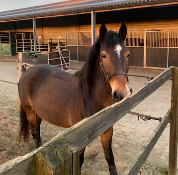Volpension gezocht - D-pony beschikbaar voor biedingen