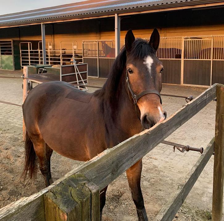 Volpension gezocht - D-pony, Dieren en Toebehoren, Paarden, Merrie, B, Minder dan 160 cm, 3 tot 6 jaar