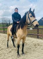 Prachtige Spaanse ruin Isabelle, Dieren en Toebehoren, Paarden, Recreatiepaard, M, Gechipt, 7 tot 10 jaar