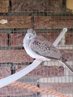 Diamant duifje, Dieren en Toebehoren, Vogels | Duiven, Overige soorten