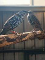 Europese spreeuwen, Meerdere dieren, Geringd