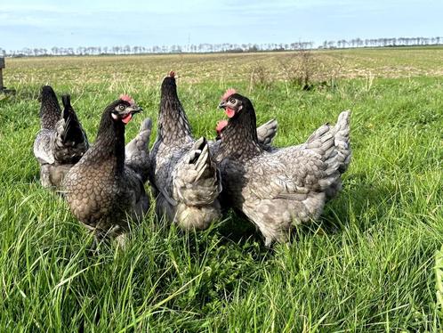 Jonge tamme bleu de landes kippen hennen gesekst en ingeënt, Dieren en Toebehoren, Pluimvee, Kip, Vrouwelijk