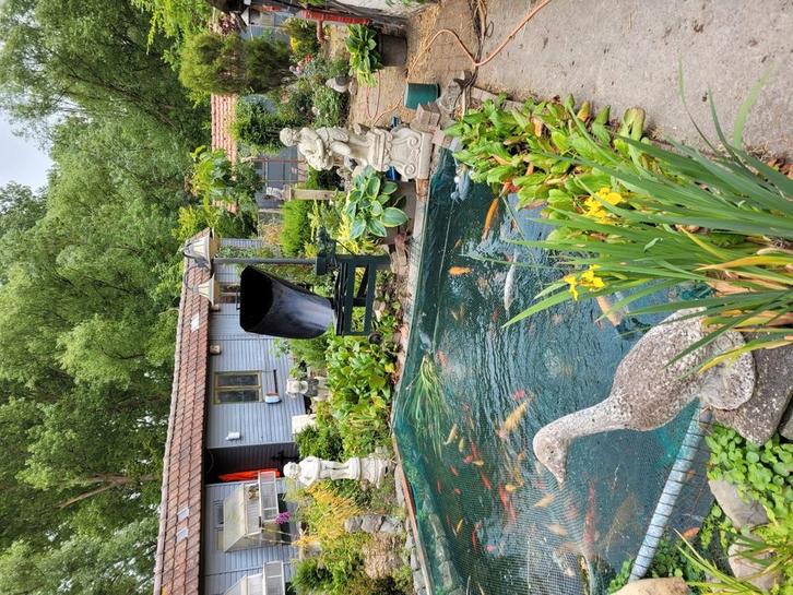 Opvang pluimvee kippen ganzen eenden vogels enz, Dieren en Toebehoren, Pluimvee