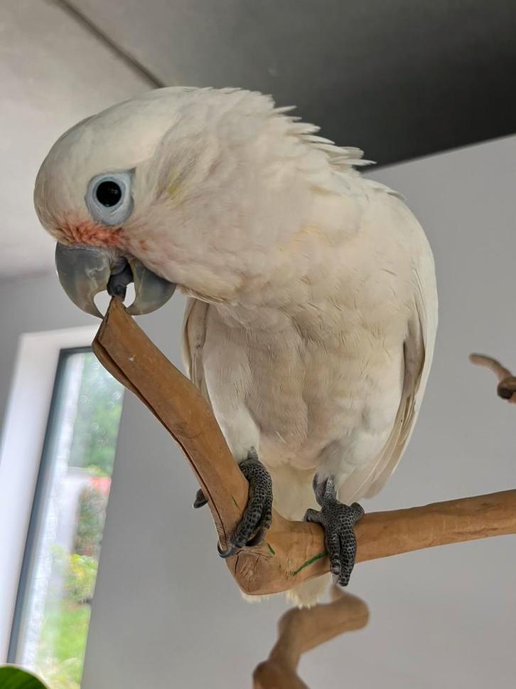 Zeer mooie en grote Goffini kaketoe, Dieren en Toebehoren, Vogels | Parkieten en Papegaaien, Papegaai, Mannelijk, Tam, Geringd
