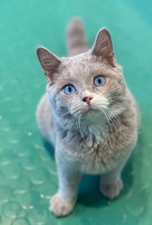 Brits korthaar DBE, Dieren en Toebehoren, Katten en Kittens | Raskatten | Korthaar, Kater, 0 tot 2 jaar, Met stamboom, Gechipt