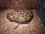 Koppel boa constrictor imperator, Dieren en Toebehoren, Reptielen en Amfibieën