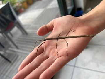 Indische wandelende takken beschikbaar voor biedingen