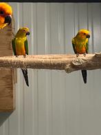 Zonparkieten, Dieren en Toebehoren, Geslacht onbekend, Parkiet, Geringd