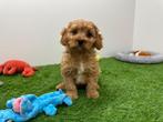 Cavapoo pups, België, 8 tot 15 weken, CDV (hondenziekte), Meerdere