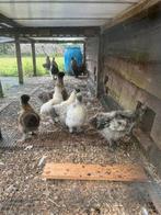 6 zijdehoenders te koop, Dieren en Toebehoren, Pluimvee, Meerdere dieren, Kip