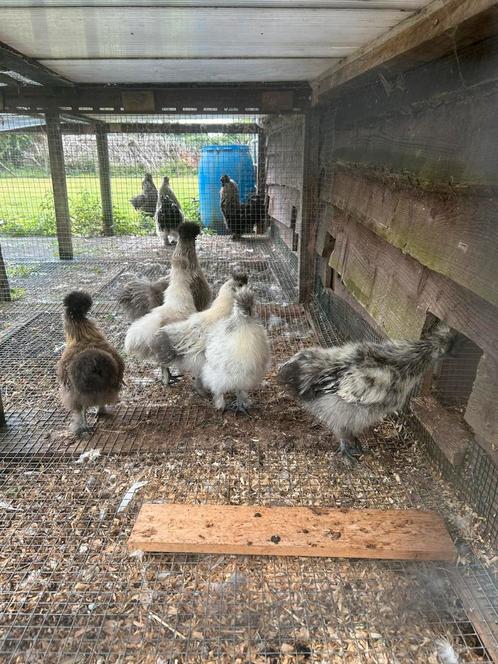6 zijdehoenders te koop, Dieren en Toebehoren, Pluimvee, Kip, Meerdere dieren