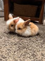 Tamme baby minilops, Dieren en Toebehoren, Meerdere dieren, Middelgroot, Hangoor, 0 tot 2 jaar