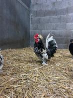 Bulgaarse kriel haantjes, Dieren en Toebehoren, Pluimvee, Mannelijk, Kip