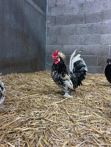 Bulgaarse kriel haantjes beschikbaar voor biedingen