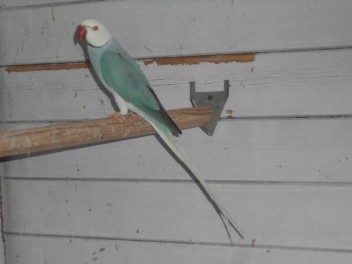 halsbanden kweekrijp, Dieren en Toebehoren, Vogels | Parkieten en Papegaaien, Parkiet, Meerdere dieren, Geringd