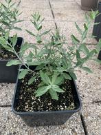 Russische Lavendel 'Blue Spire', Tuin en Terras, Planten | Tuinplanten, Ophalen