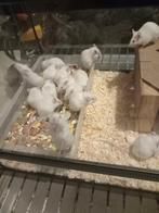 Souris blanche, Animaux & Accessoires, Volatiles, Femelle