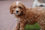 Prachtige cockapoo pups, Dieren en Toebehoren, Honden | Retrievers, Spaniëls en Waterhonden, België, Overige rassen, CDV (hondenziekte)