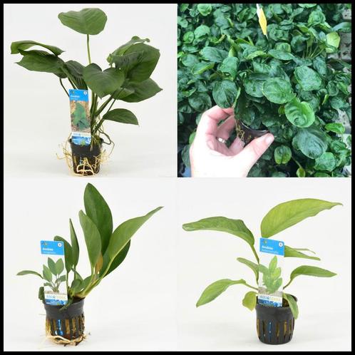 Uitverkoop aquariumplanten!, Dieren en Toebehoren, Vissen | Aquariumvissen, Zoetwatervis, Overige typen, Schoolvis