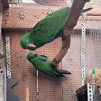 Edeljongen te koop, Dieren en Toebehoren, Geringd