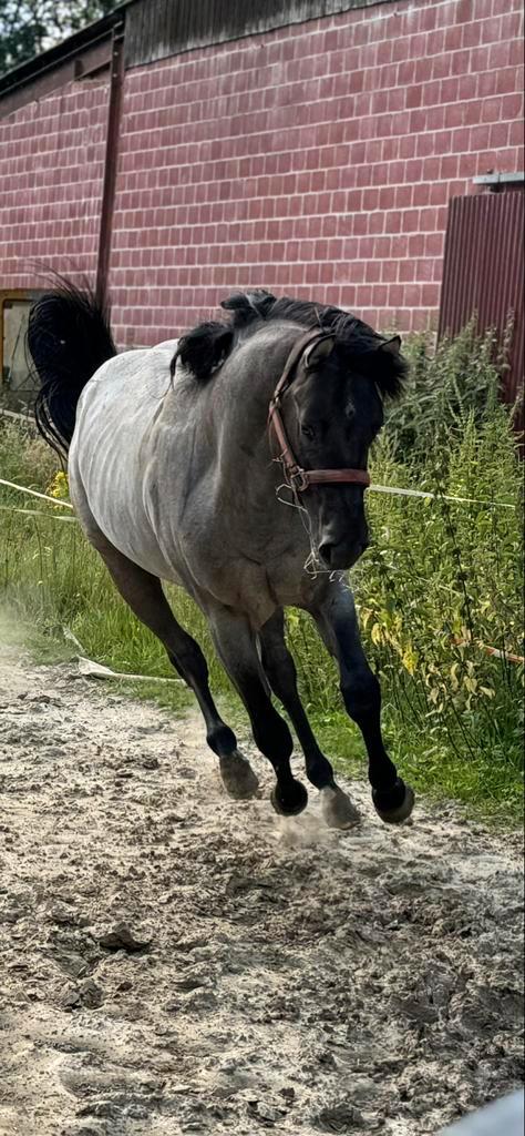 Quarter hengsten ter dekking, Dieren en Toebehoren, Paarden, Hengst, Minder dan 160 cm, Westernpaard