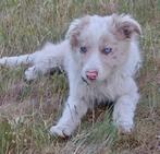Border Collie pups, Dieren en Toebehoren, Honden | Herdershonden en Veedrijvers, België, Fokker | Hobbymatig, 8 tot 15 weken, CDV (hondenziekte)