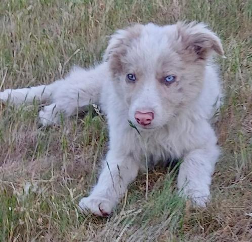 Border Collie pups, Dieren en Toebehoren, Honden | Herdershonden en Veedrijvers, Meerdere dieren, Collie, Fokker | Hobbymatig