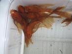 special : RED-Ancistrus-longfin-RODE per 2 stuks, Zoetwatervis