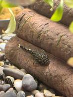 Baby pleco’s +/- 4 maanden, meerdere, Overige typen, Zoetwatervis