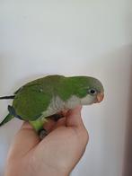 Conure souris élevé main  de 8 semaines