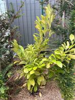 2 laurierbomen rotundifolia te koop of te ruilen, Tuin en Terras, Planten | Bomen, Ophalen, In pot, Overige soorten, 100 tot 250 cm