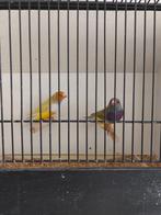 Animaux Exotiques, Dieren en Toebehoren, Meerdere dieren, Tropenvogel