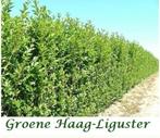 GROENE HAAG LIGUSTER, oa Maat 1 - 1,25/+ METER, Tuin en Terras, Planten | Tuinplanten, Ophalen of Verzenden