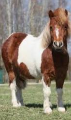 Gezocht shetlander ponys/shetland ponys
