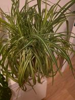 Graslelie gratis op te halen 2350 Vosselaar, Enlèvement