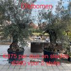 Olijfbomen rechtstreeks import spanje!, Tuin en Terras, Planten | Bomen, Ophalen of Verzenden