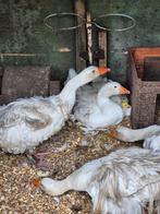 Krulveer ganzen te koop, Dieren en Toebehoren, Meerdere dieren, Gans of Zwaan
