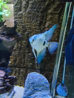 Aquarium inhoud, Dieren en Toebehoren