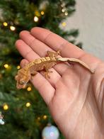 Wimpergekko nakweek, Dieren en Toebehoren, Hagedis, Tam, 0 tot 2 jaar