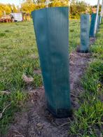 300 tal Plantenkokers druivelaar, Tuin en Terras, Planten | Tuinplanten, Ophalen