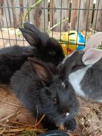 Dwerg konijntjes te koop, Dieren en Toebehoren, Konijnen, Meerdere dieren, Klein, 0 tot 2 jaar