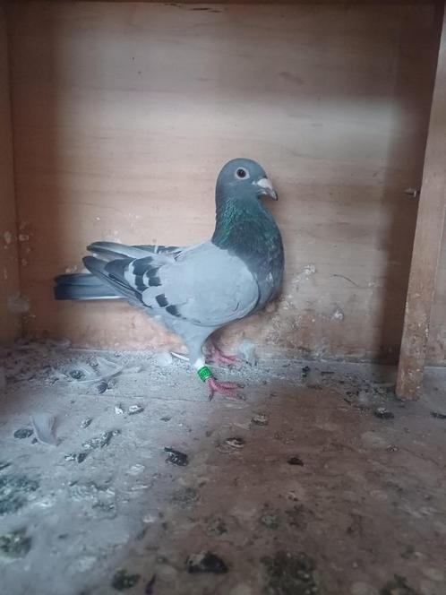 Duivinnen van verschillende jaren – wegens vermindering hokb, Dieren en Toebehoren, Vogels | Duiven, Postduif, Meerdere dieren